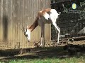 Critically endangered dama gazelle born at Smithsonian's National Zoo takes its first step