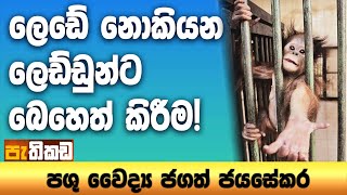 Pethikada 2025.07.23