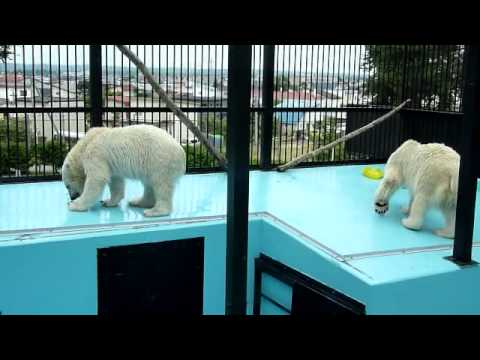 おびひろ動物園　ホッキョクグマ　イコロ＆キロル