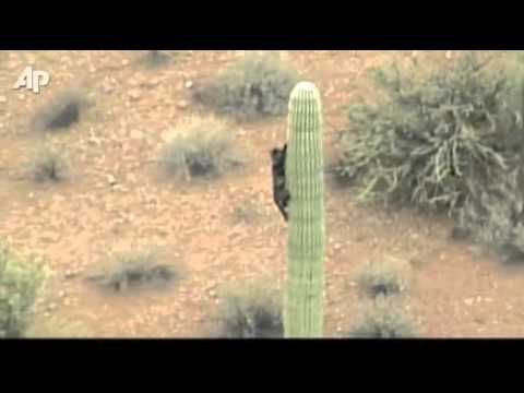 Raw Video: Cat Caught on Cactus for Days Raw Video: Cat Caught on Cactus for Days