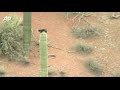 Raw Video: Cat Caught on Cactus for Days