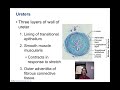 Micturition