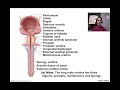 Micturition