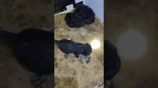 Jagdterrier Pupies Terminator