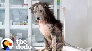 Dog Who Looked Like A Lion Adopts Real Bear Cubs The Dodo