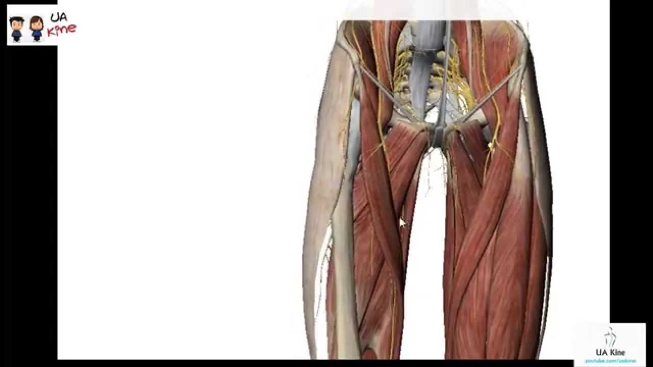 Anatomía de Muslo , Origen, Inserción, Inervación y Función - YouTube