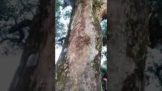 Wow Perhatikan Baik Baik Lubang Di Batang Pohon