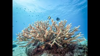 Highlights- Waitt Expedition to Tonga in Support of Marine Protected Areas