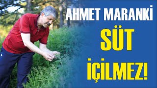 Ahmet Maranki̇ Süt İçi̇lmez, Yoğurt Yapilir, Kefi̇r Yapilir, Tereyağ Yapilir
