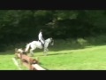 6 yrs 14.3 hh Piebald Irish X - Dorset