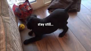 Black Labrador Puppy Chases Ball