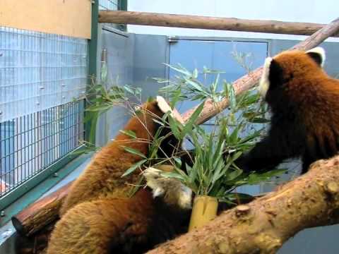 レッサーパンダinホワイトバレンタイン 円山動物園