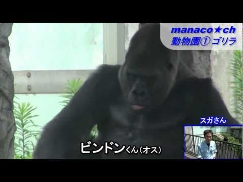 福岡市動物園（1）ゴリラ （Fukuoka City Zoological Garden ～Gorilla～）