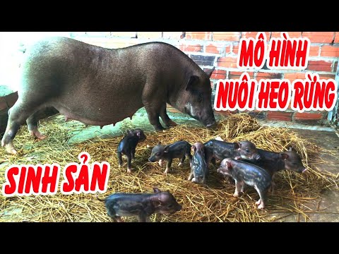 TRẠI HEO RỪNG GIỐNG || Mô hình nuôi heo rừng sinh sản tại tây ninh