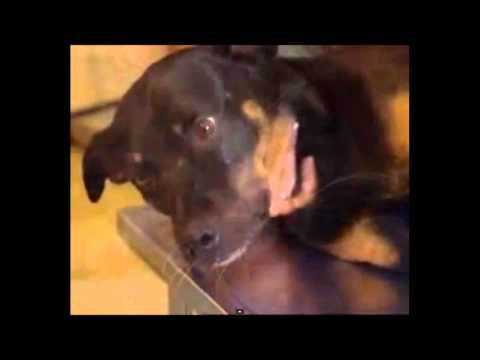 ASPCA New Commercial 2014