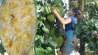 Found Natural Ripe Jackfruit For Food 2 Video Survival Cooking Tasty - Adventure Solo In Jungle