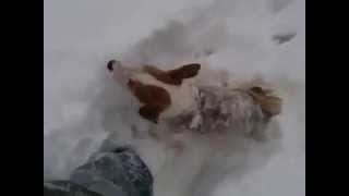Two Jack Russell Patterdale Terriers Enjoying The Snow