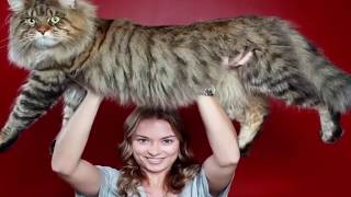DISANGKA KUCING SILUMAN ! 8 KUCING TERBESAR DIDUNIA