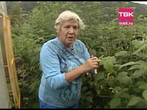 Уход за клубникой большой Уход за клубникой большой