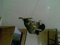 Adu Anjing images Adu Anjing