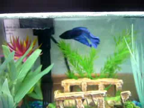 Big Blue - Before Fin Rot betta fin rot. Big Blue - Before Fin Rot