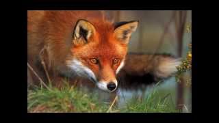Watch Steeleye Span The Fox video