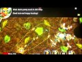 Anthill: Tactical Trail Defense