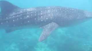 Conrad Maldives Whale Shark Snorkelling Excursion