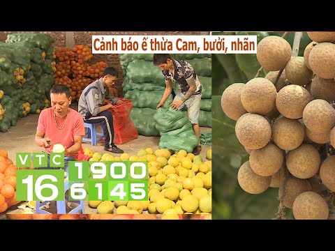 Nhãn quá rẻ, người dân chặt bỏ không thương tiếc | VTC16
