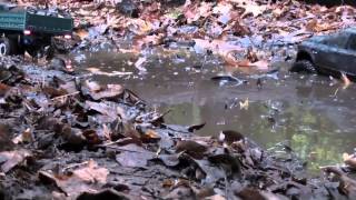 Lmrcc Year end Trail run! MUD MUD and More MUD!