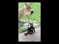 Lion wants to eat baby through the glass at the zoo