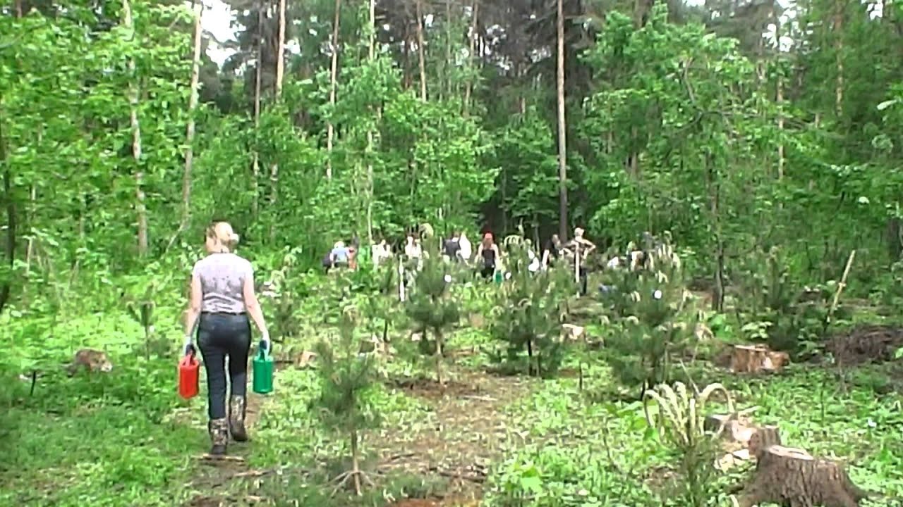 Уход за молодой сосной Уход за молодой сосной
