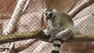 Dumb Stupid Lemur