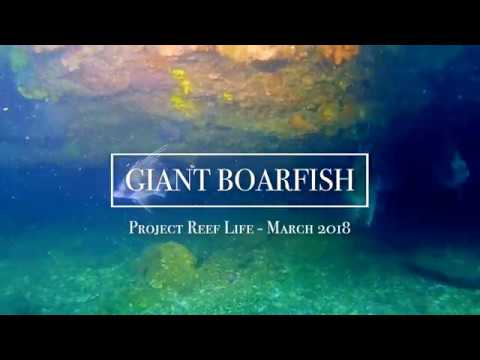 GIANT BOARFISH // PROJECT REEF LIFE - 03/18
