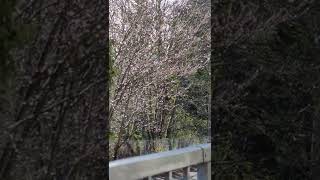 Watch Dew Cherry Blossoms video