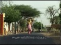 Taking out camel for a walk on metaled road in Rajasthan, India