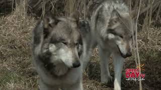 Howling Success