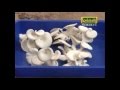 Malarum Boomi -Mushroom farming-1