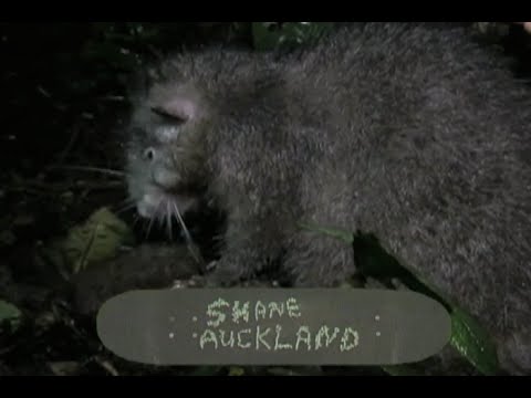 Shane Auckland Rat Poison Part