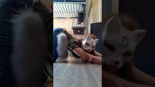 Cat Stretch