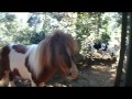 Mini Horse nuzzled by puppy