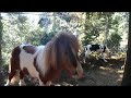 Mini Horse nuzzled by puppy