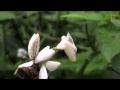 Incredible Disguise: Praying Mantis Mimics Flower