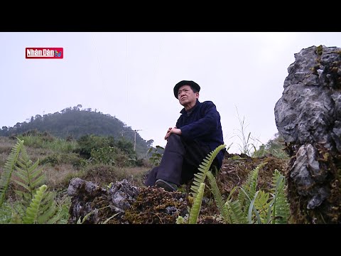 Hoa của Đá