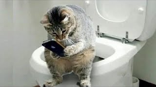 Cute Pets And Funny Animals Compilation |cat lover,| |funny cats pictures,| |funny cats,| |funny cat