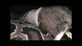 Python Vore - Snake Swallows Rabbit