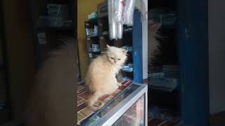 Oyen Penjaga Warung