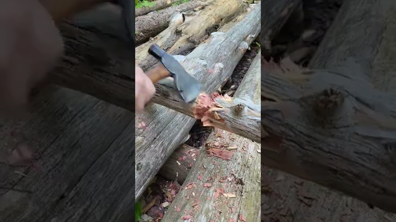 building a log fort in my woods #outdoors #shorts