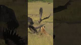 A Lion Captures A Vulture In A Raw Display Of Survival.