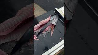 How To Fillet An Albacore Tuna Like Professional
